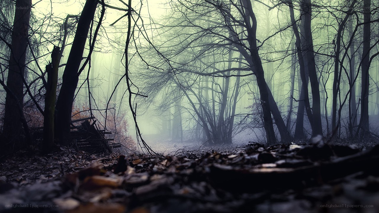 Misty forest at dawn
