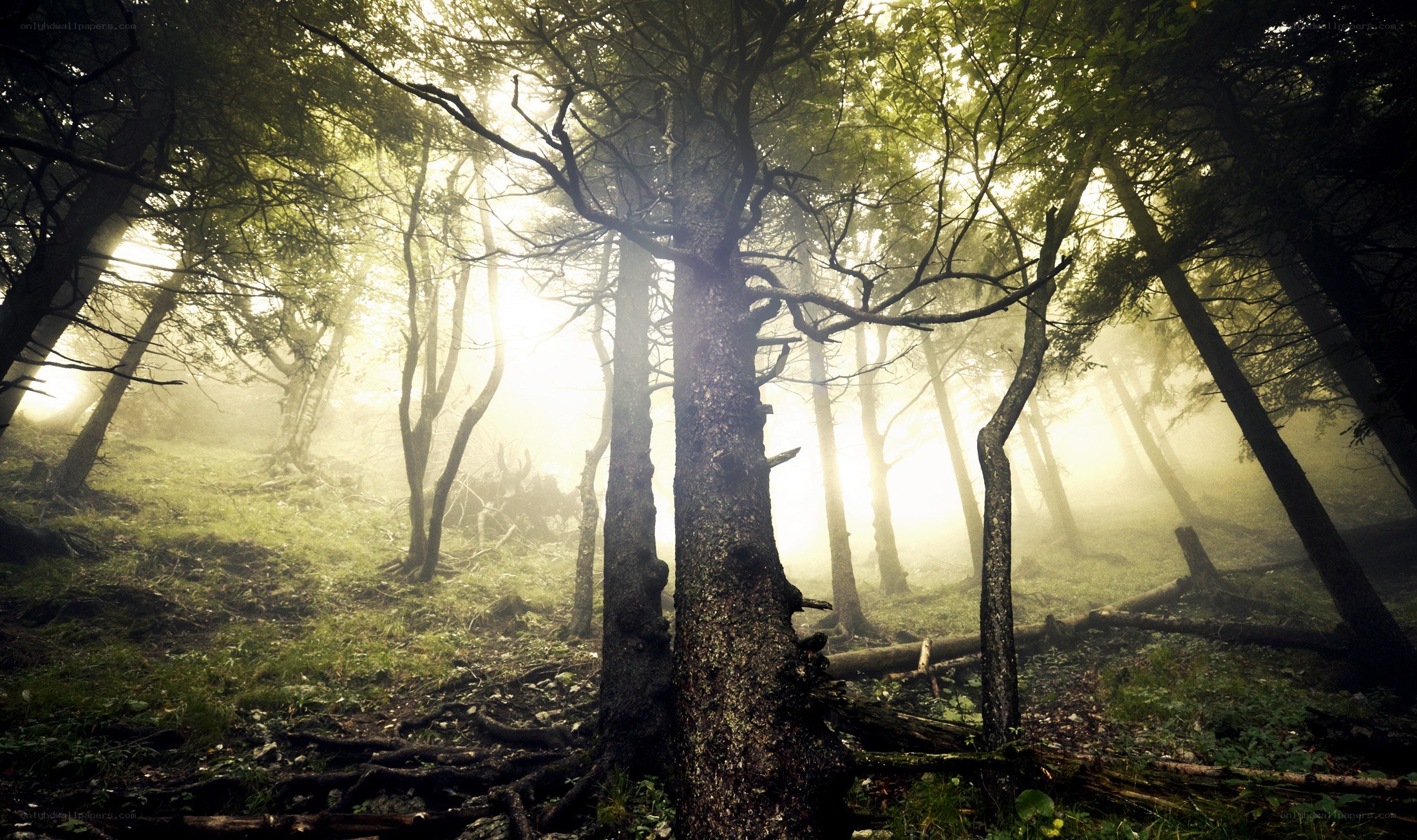 Misty forest at dawn