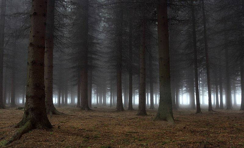 Misty forest at dawn