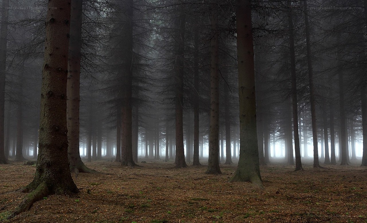 Misty forest at dawn