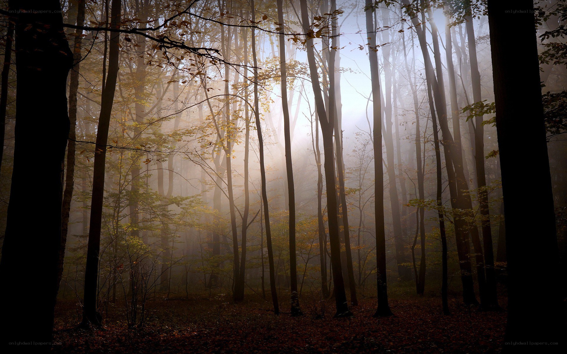 Misty forest at dawn