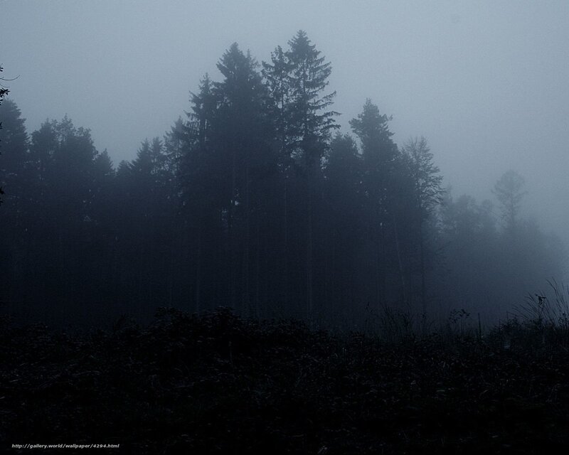 Misty forest at dawn