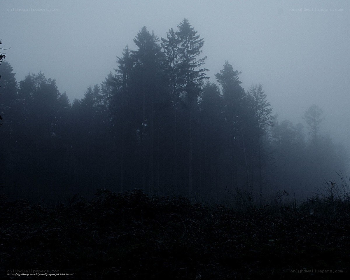 Misty forest at dawn