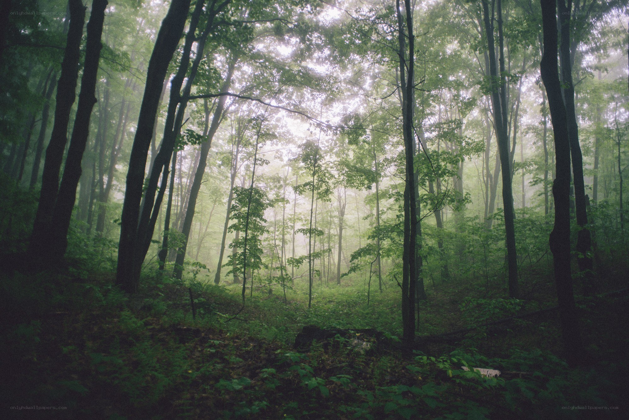 Misty forest at dawn