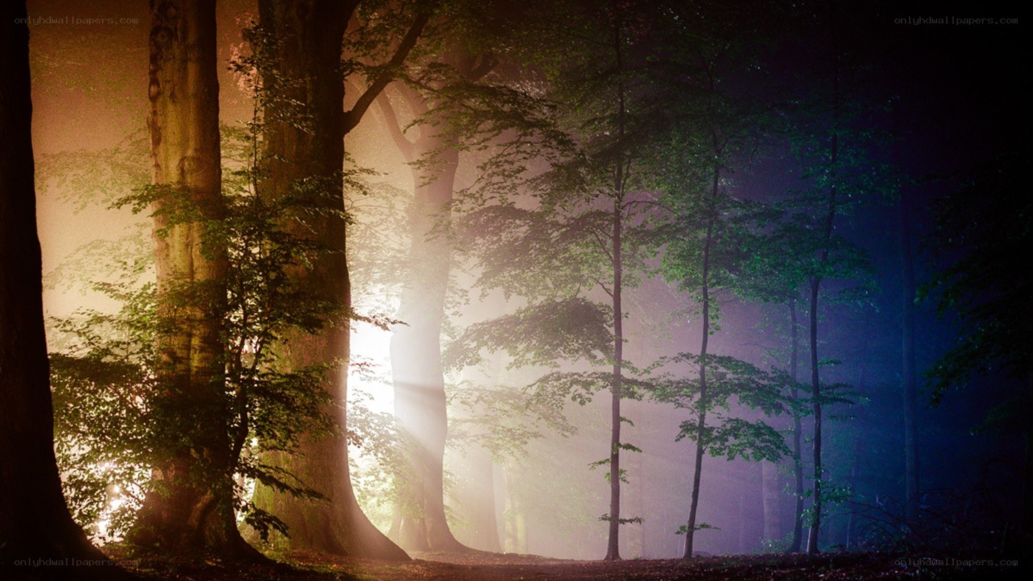 Misty forest at dawn