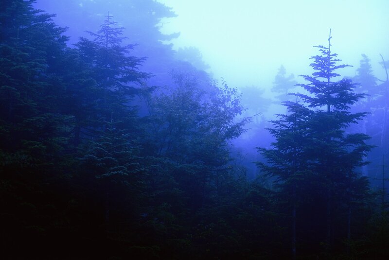 Misty forest at dawn