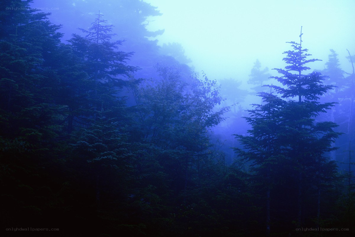 Misty forest at dawn