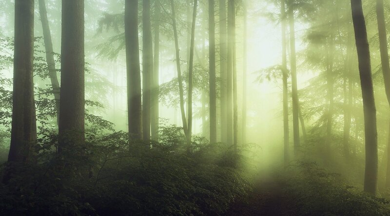 Misty forest at dawn