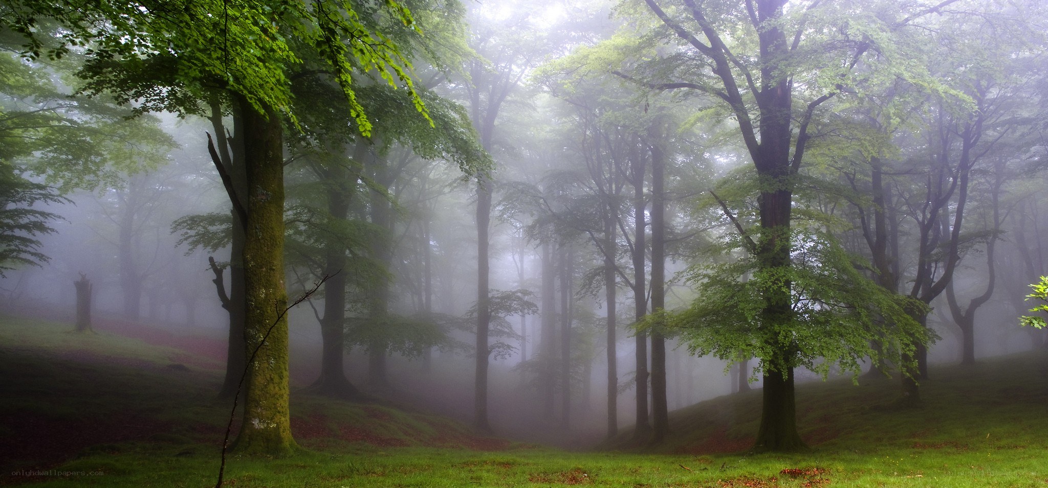 Misty forest at dawn