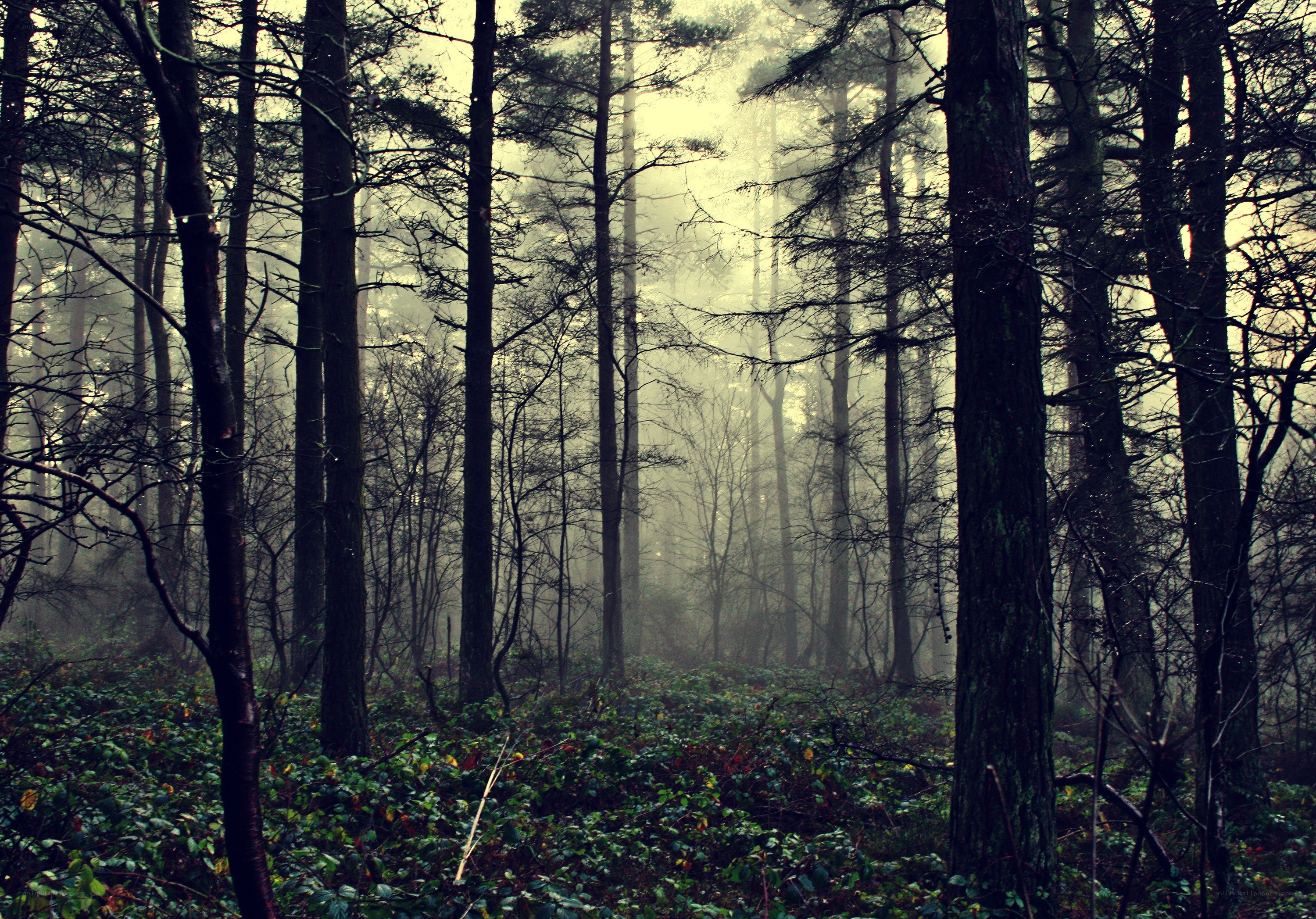 Misty forest at dawn