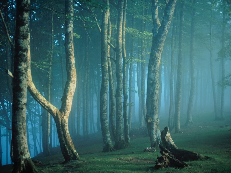 Misty forest at dawn