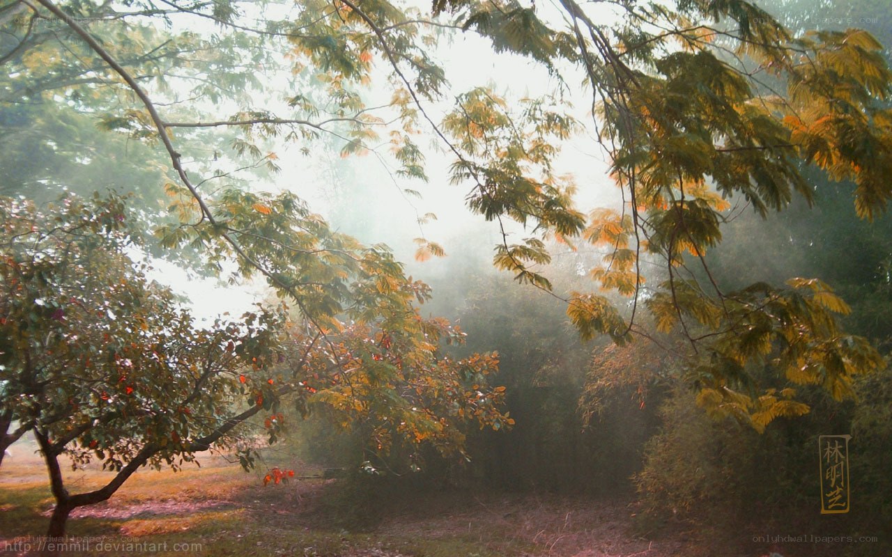 Misty forest at dawn