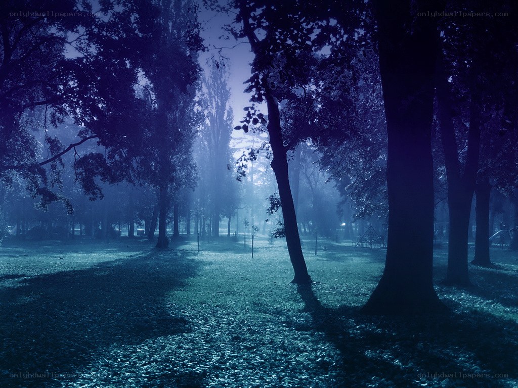 Misty forest at dawn