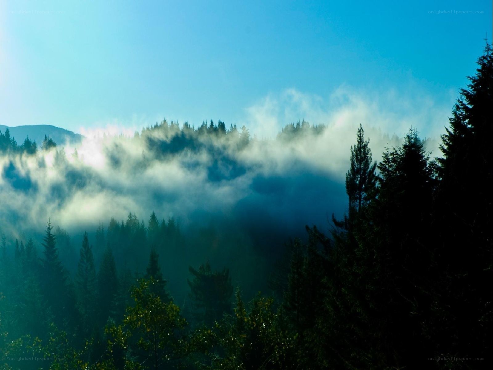 Misty forest at dawn