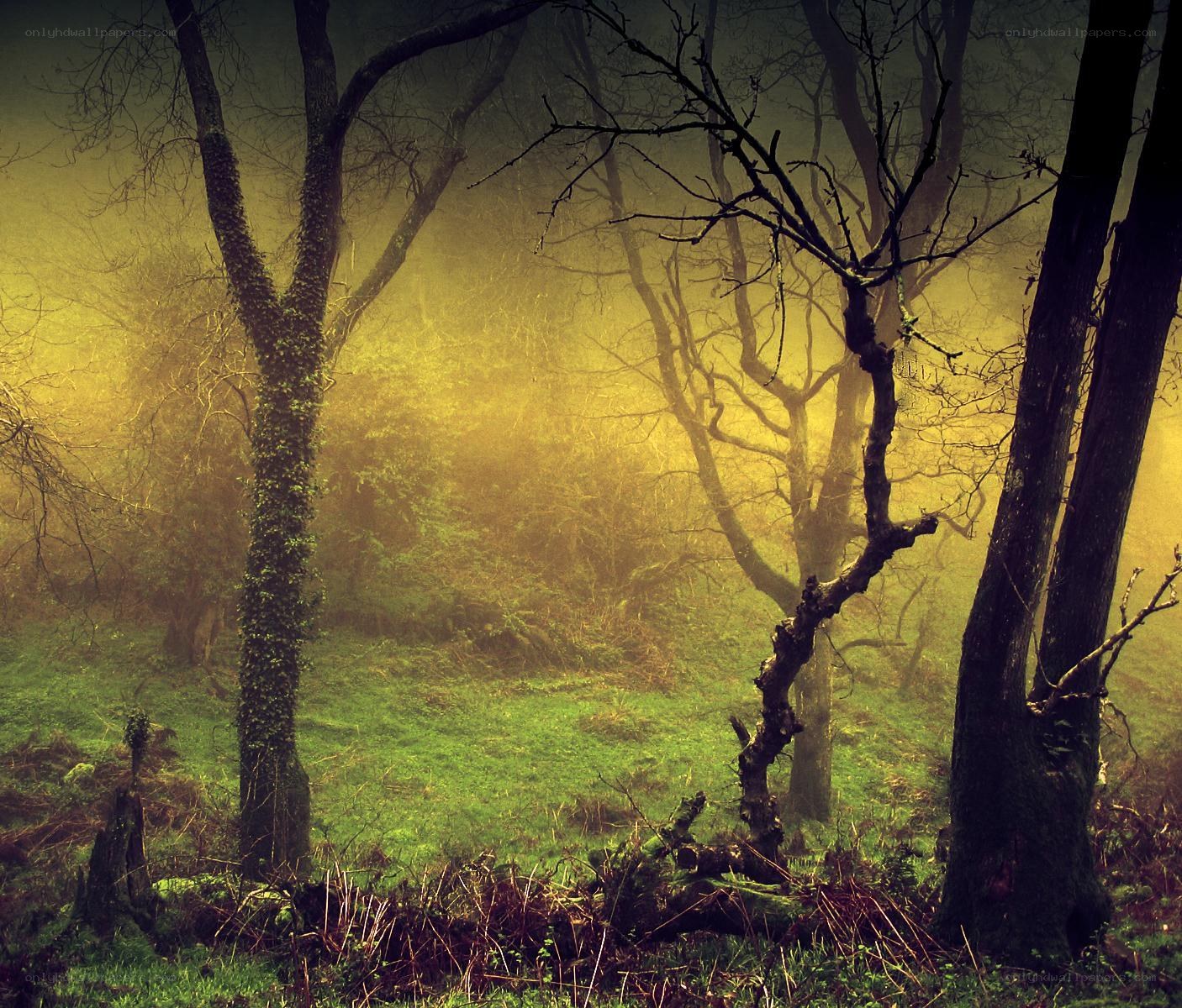 Misty forest at dawn