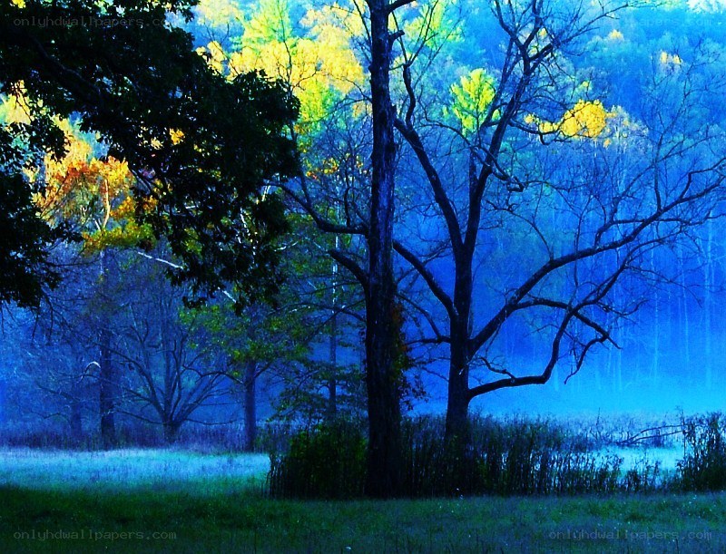 Misty forest at dawn