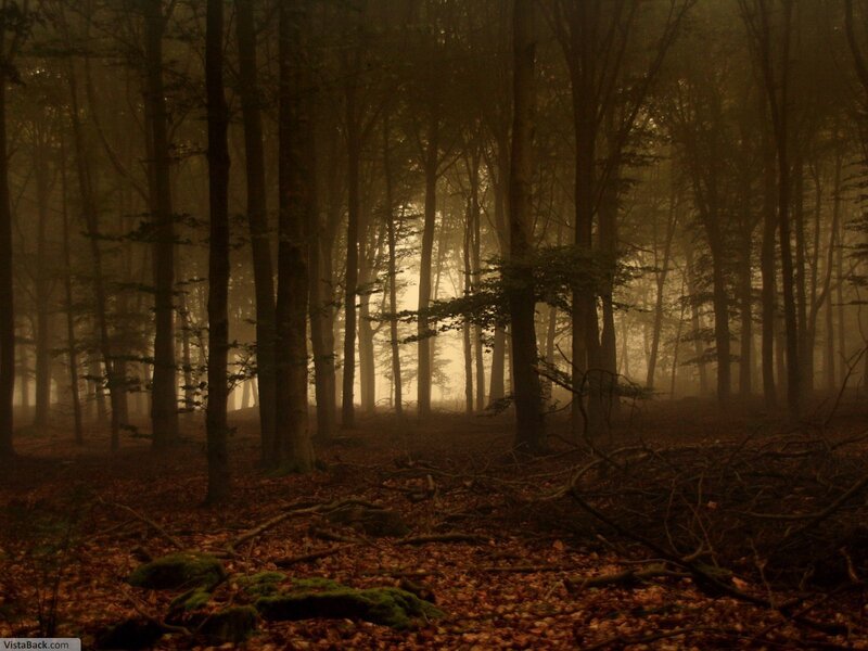Misty forest at dawn