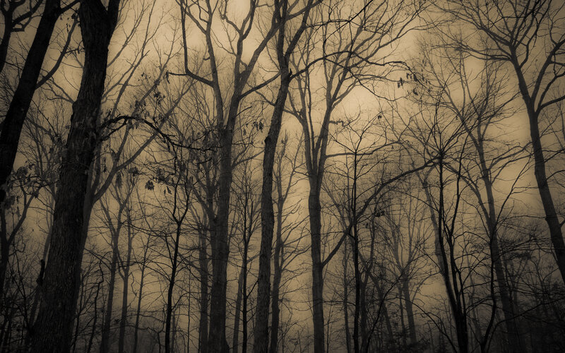 Misty forest at dawn