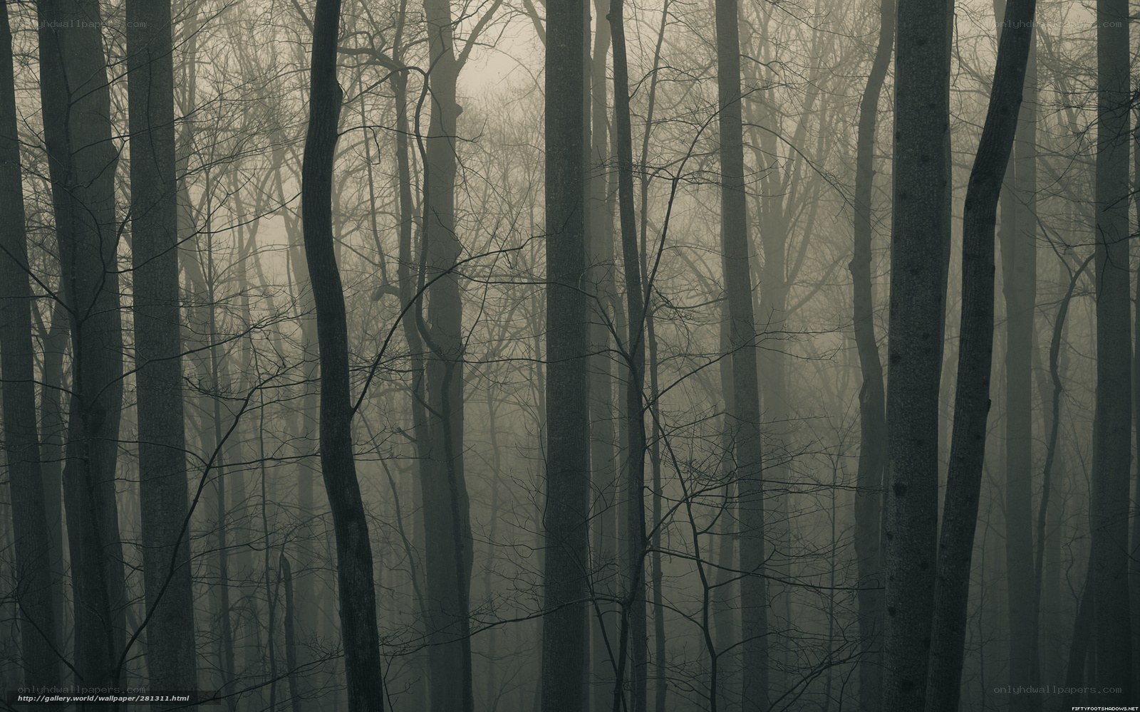 Misty forest at dawn