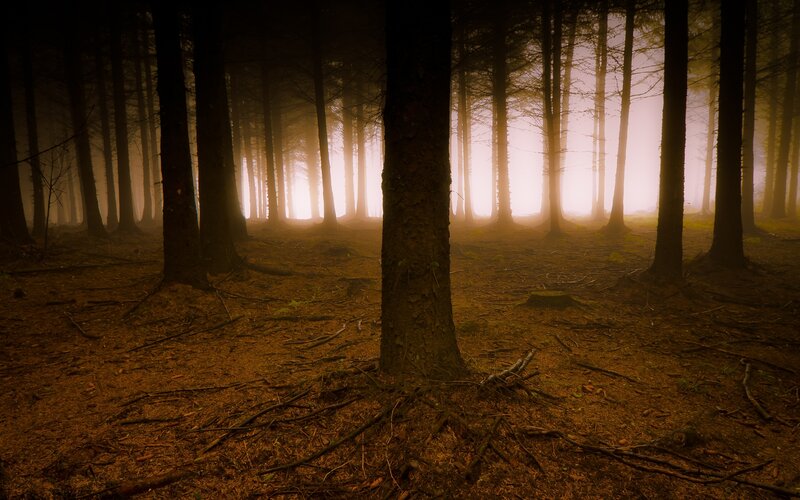 Misty forest at dawn