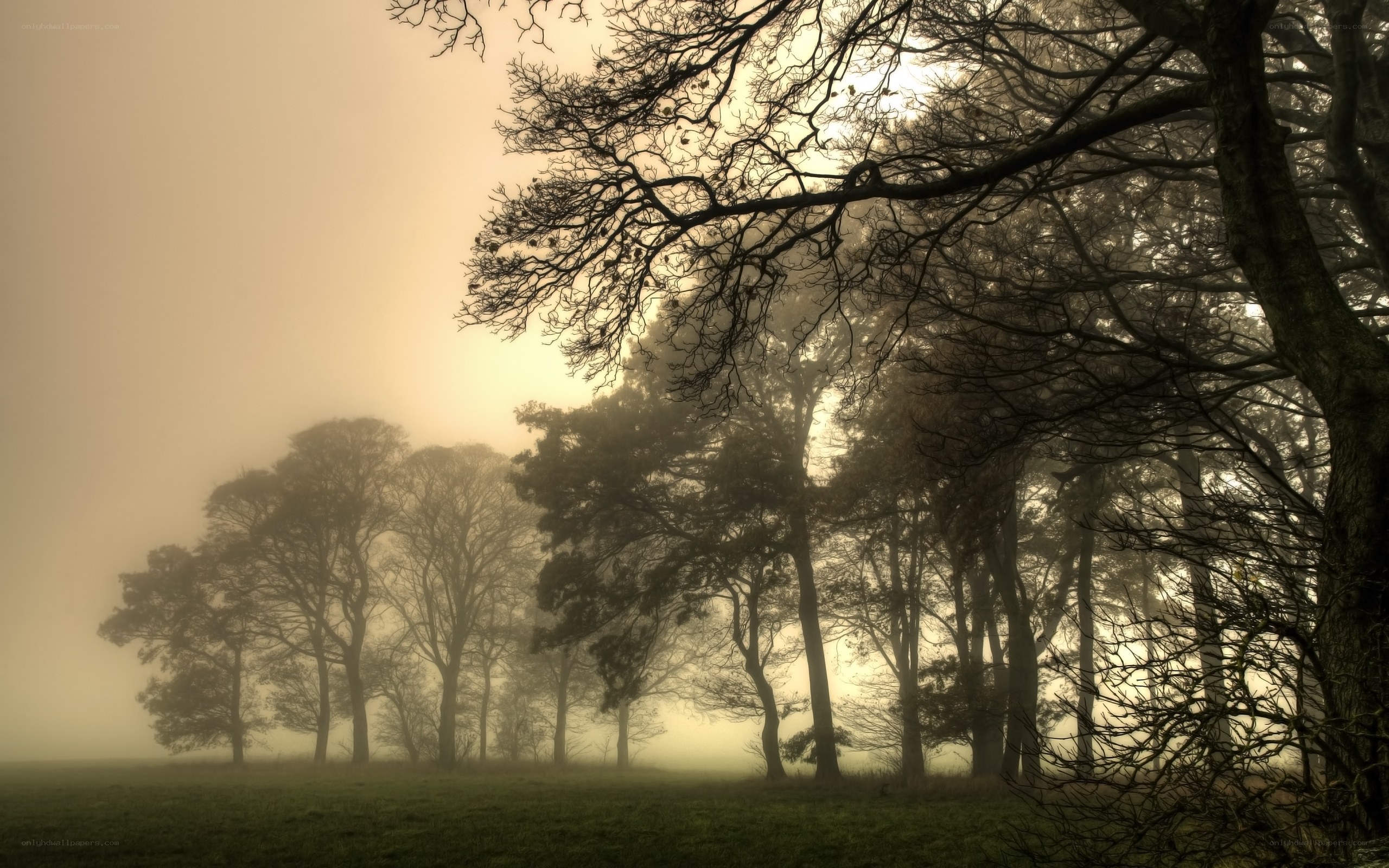 Misty forest at dawn