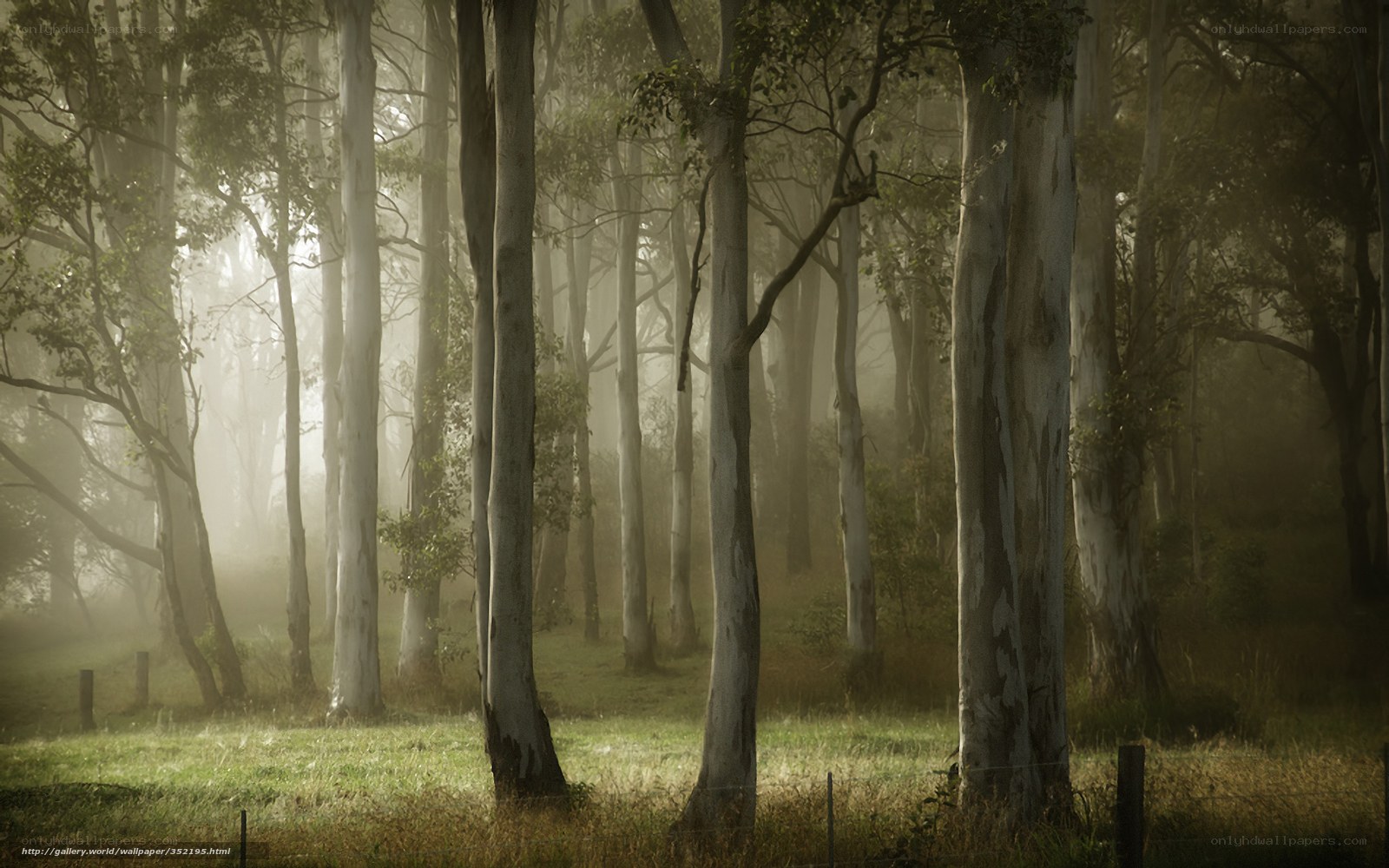 Misty forest at dawn