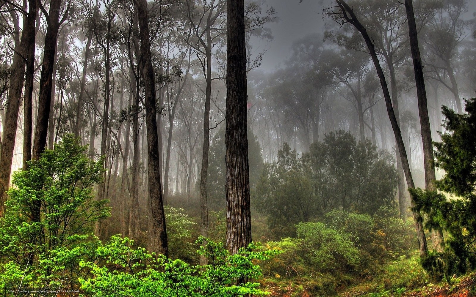 Misty forest at dawn