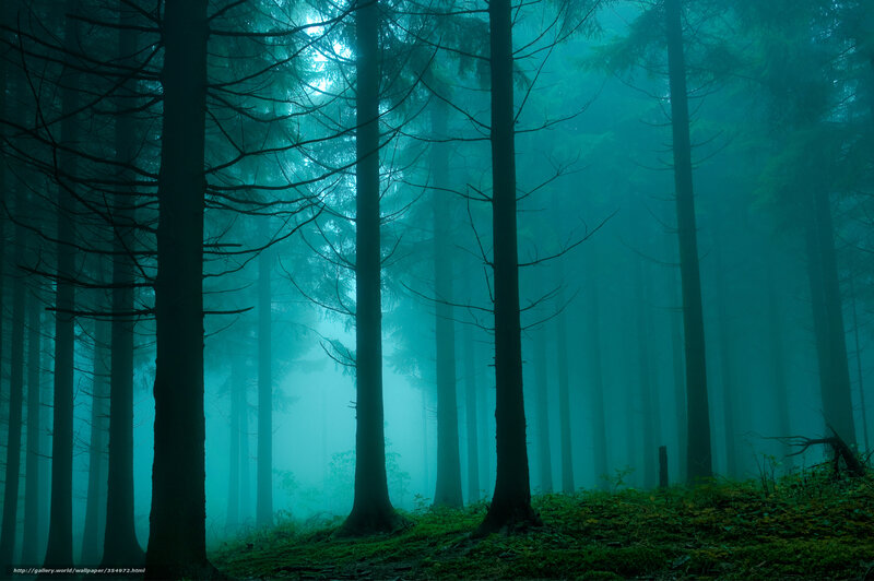 Misty forest at dawn