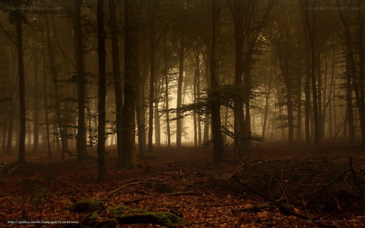 Misty forest at dawn