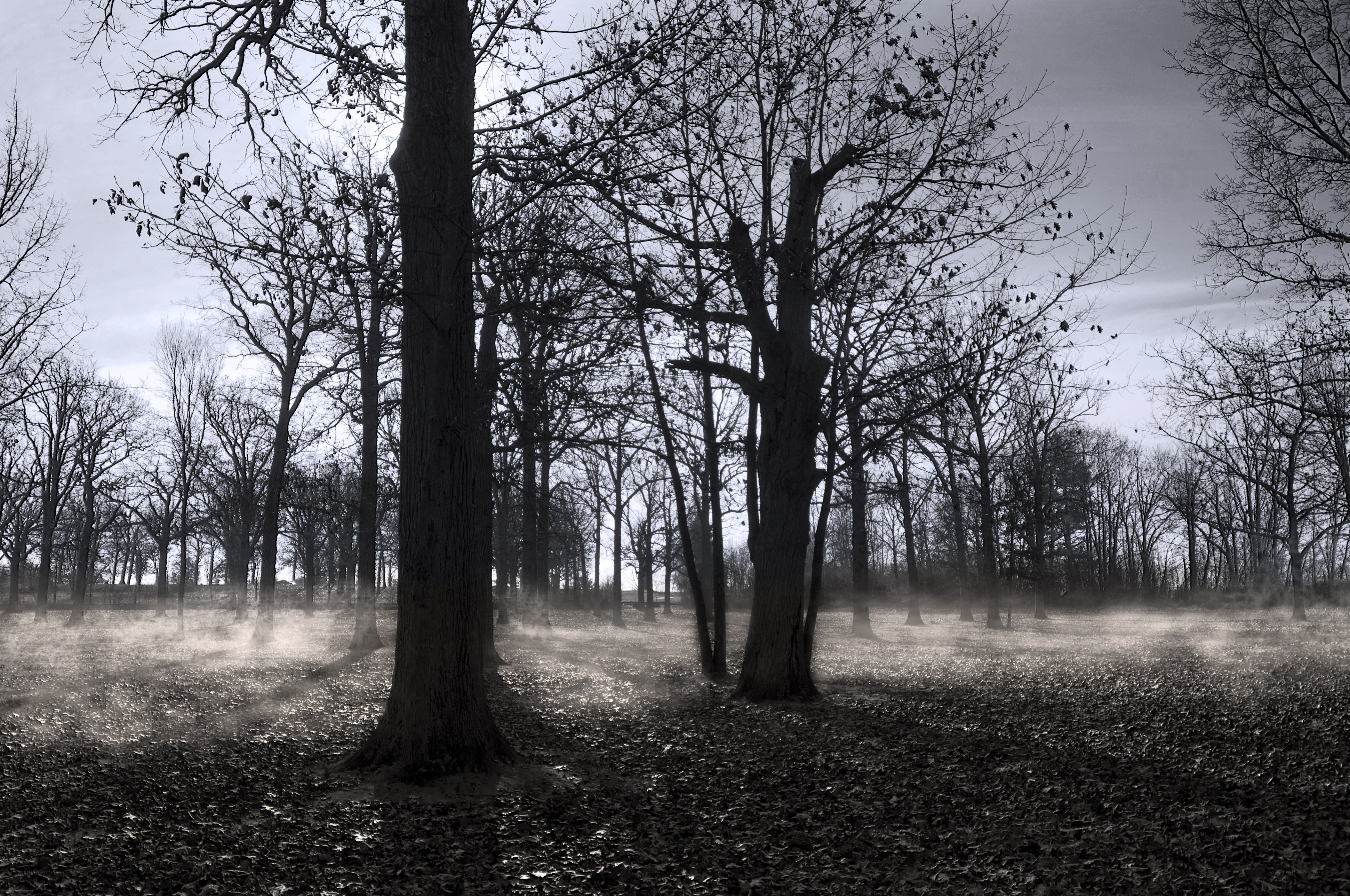 Misty forest at dawn