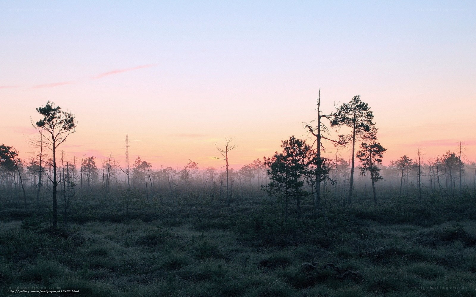 Misty forest at dawn