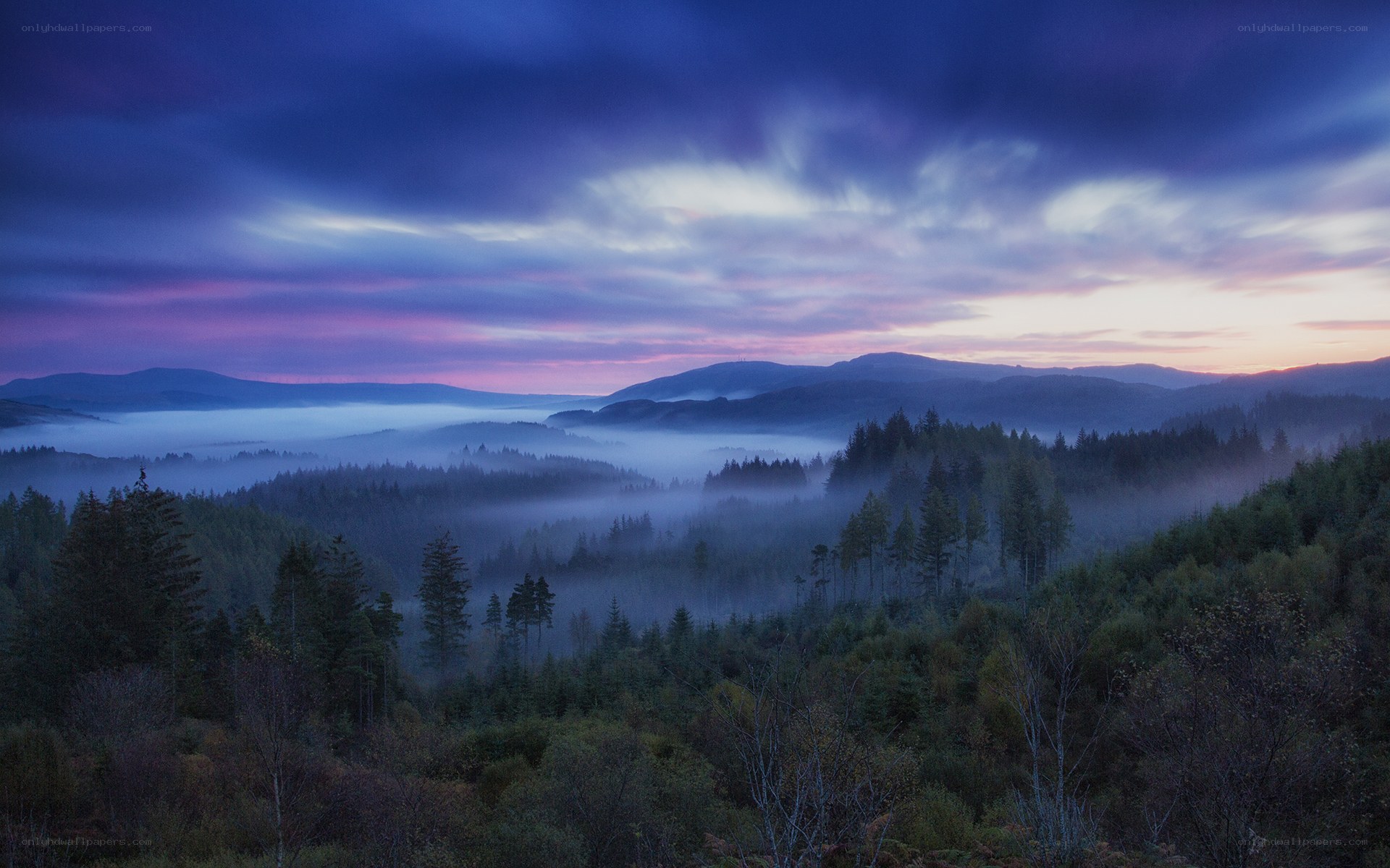 Misty forest at dawn