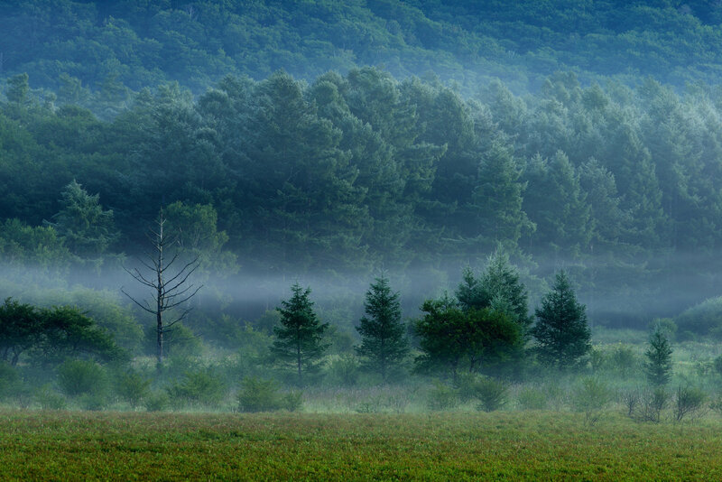 Misty forest at dawn
