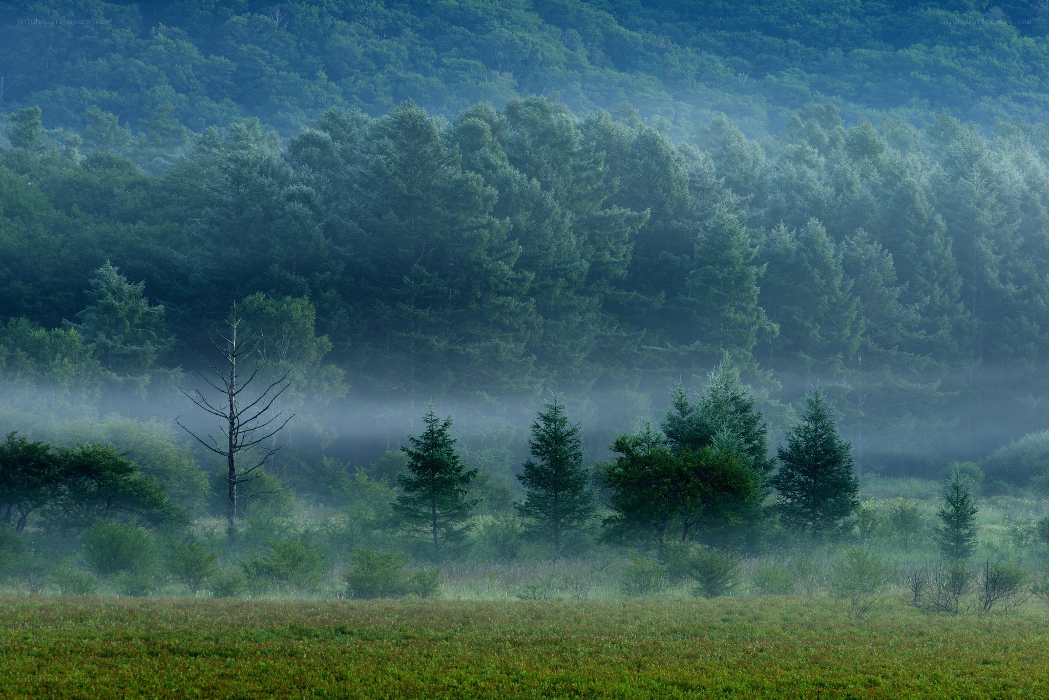 Misty forest at dawn