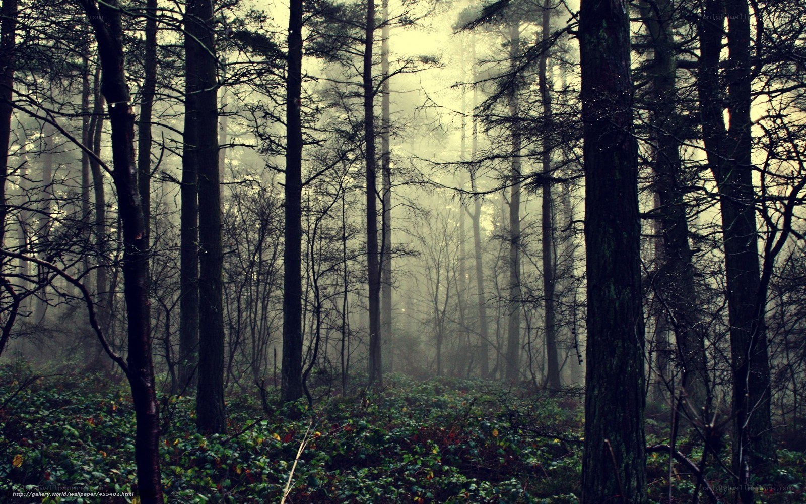 Misty forest at dawn