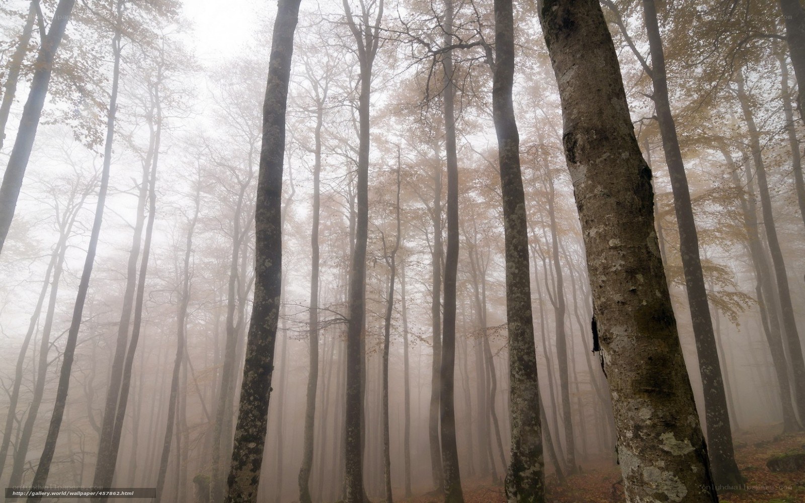 Misty forest at dawn
