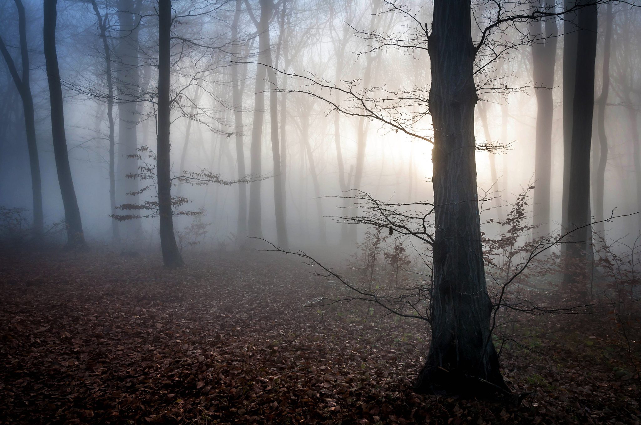 Misty forest at dawn