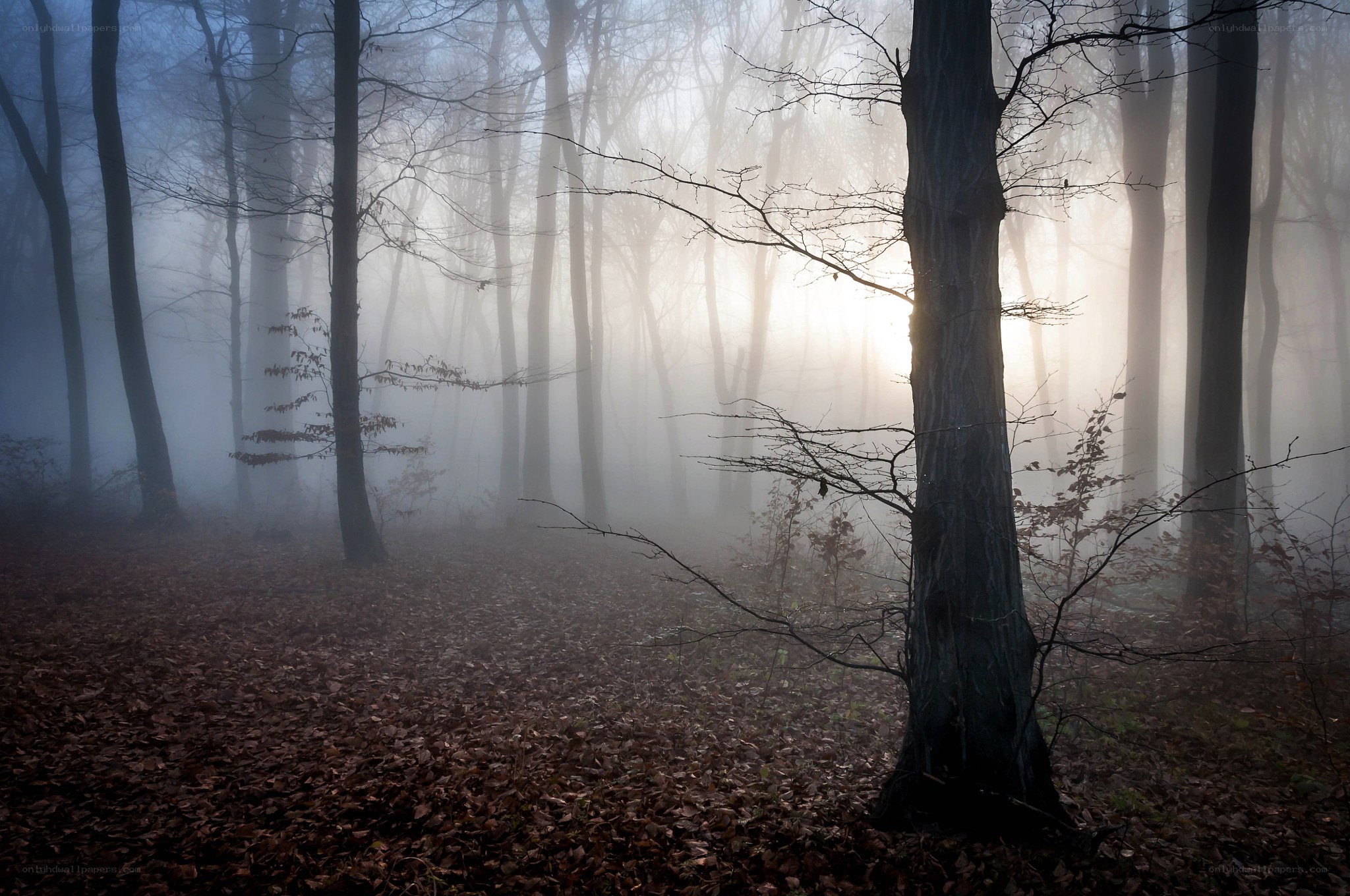 Misty forest at dawn