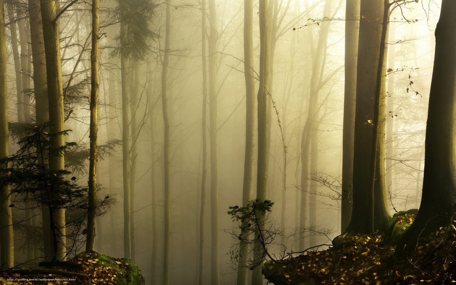 Misty forest at dawn