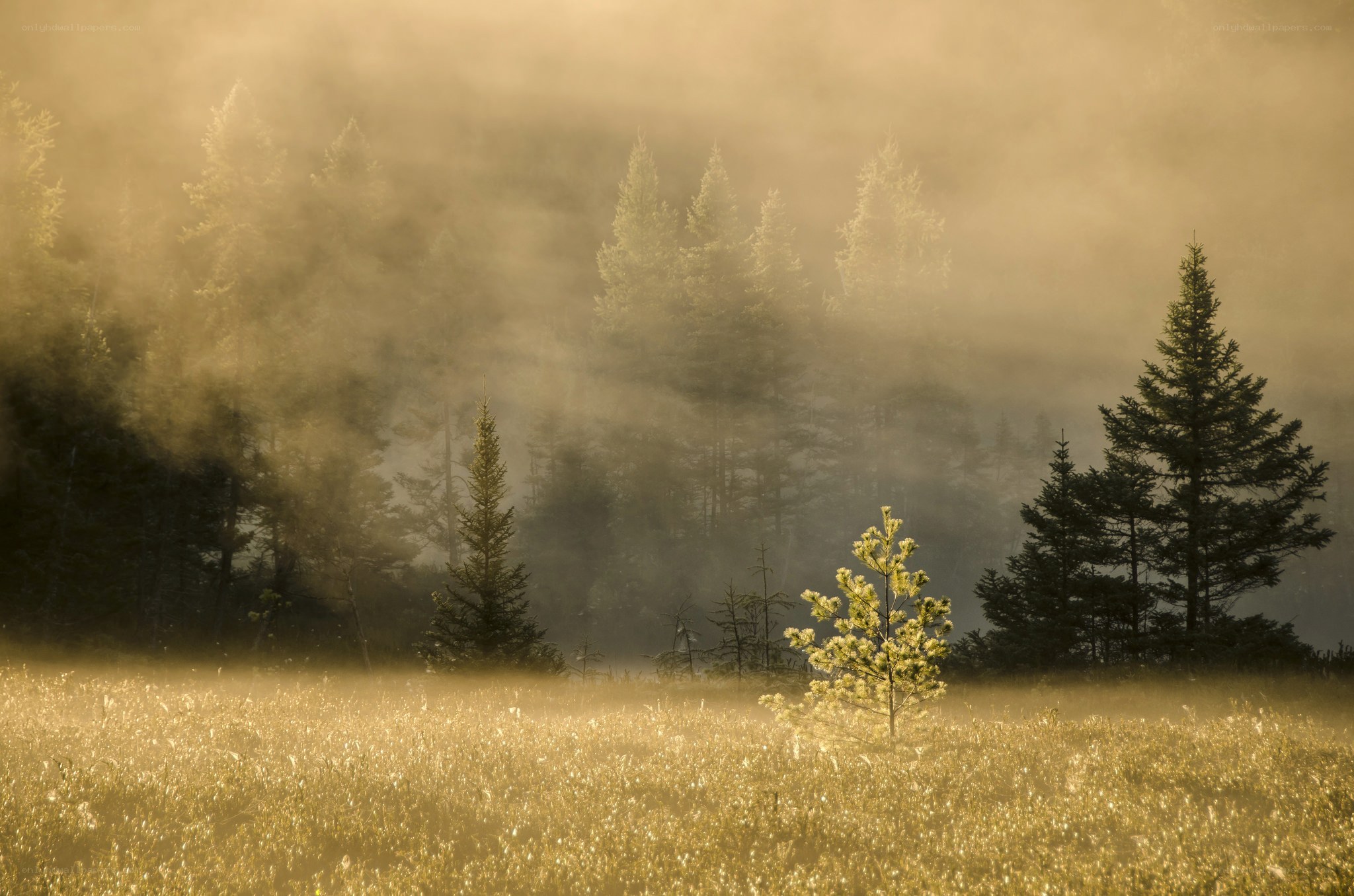Misty forest at dawn