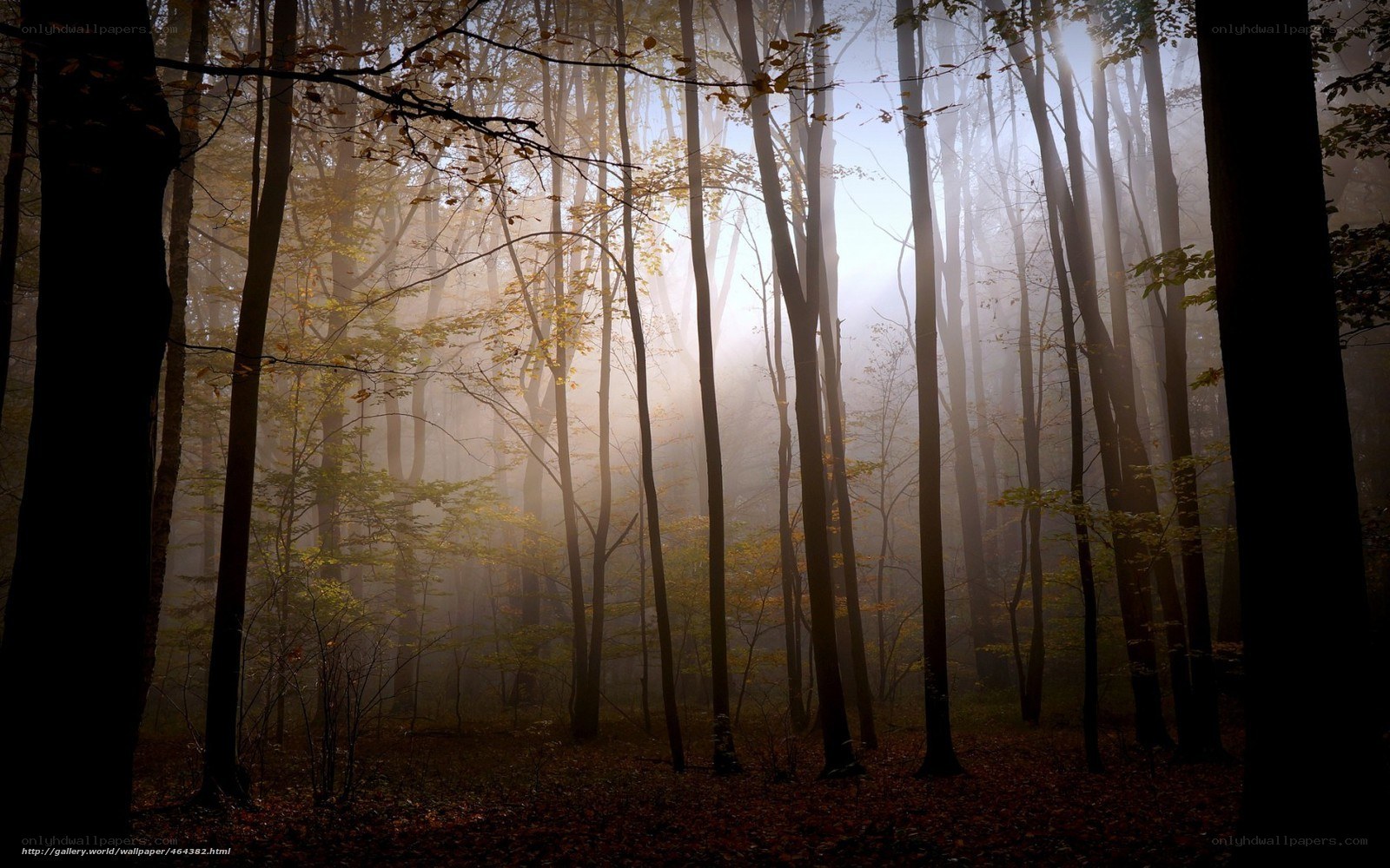 Misty forest at dawn