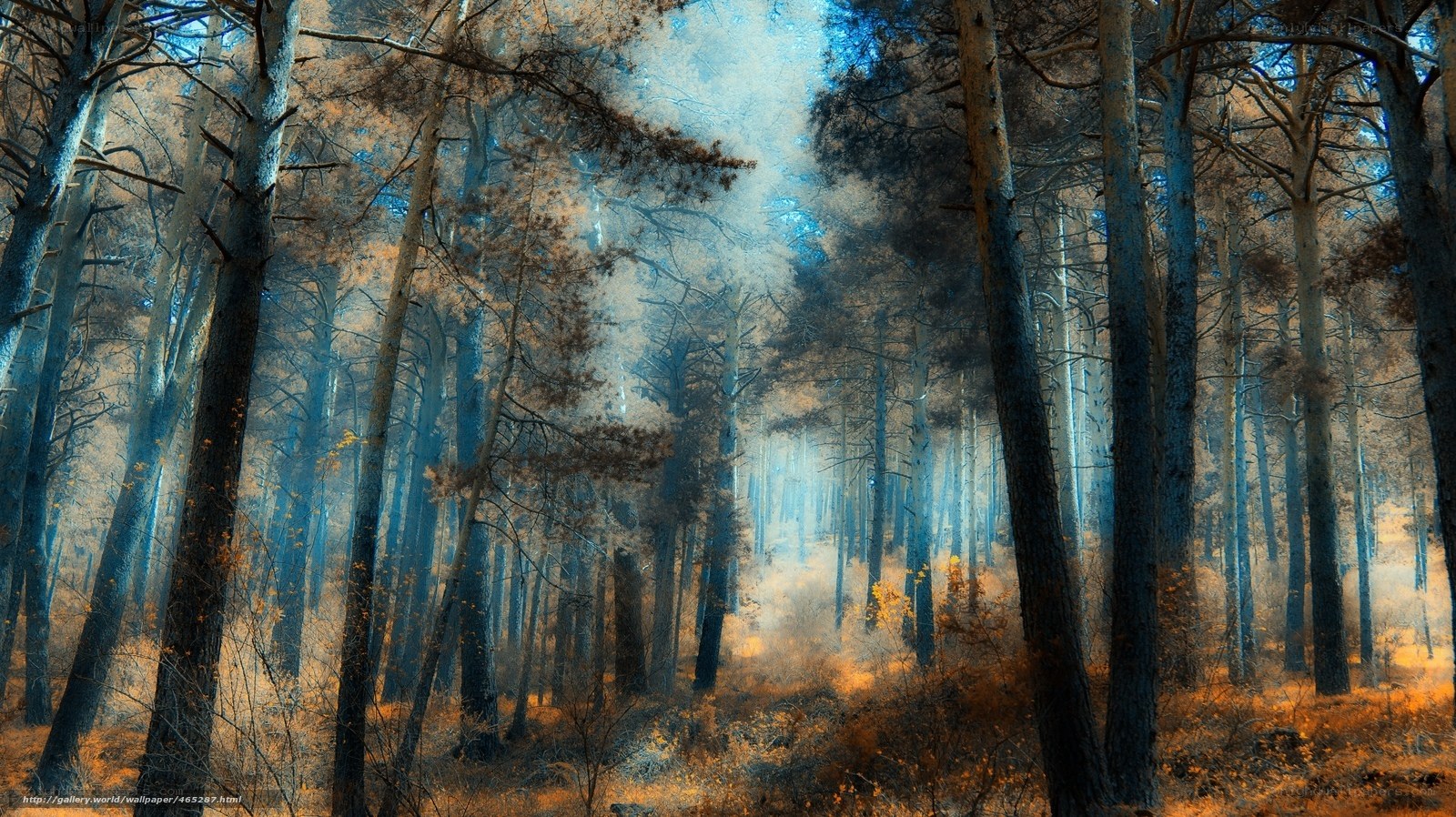 Misty forest at dawn