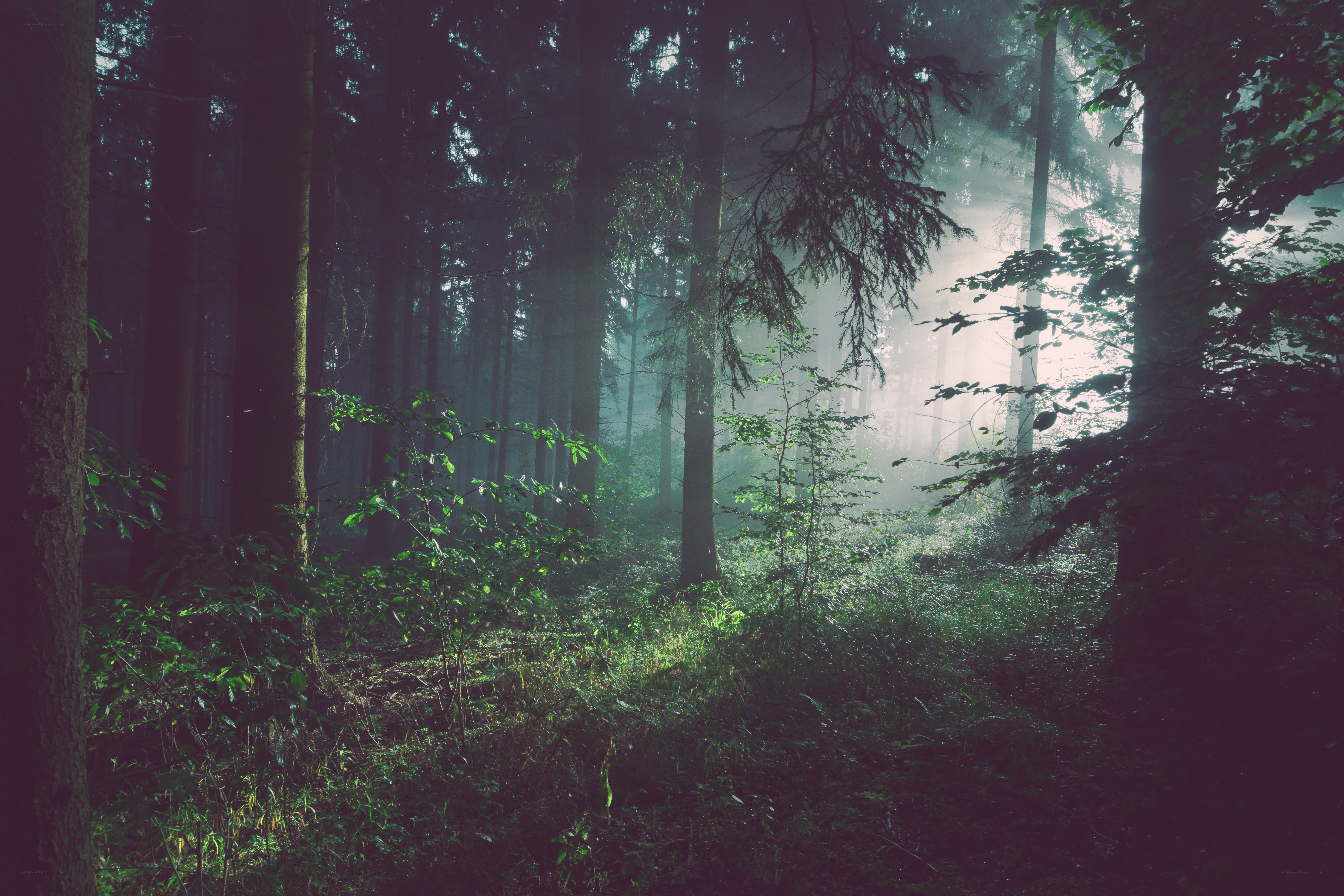 Misty forest at dawn