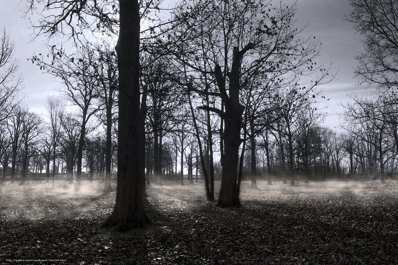 Misty forest at dawn