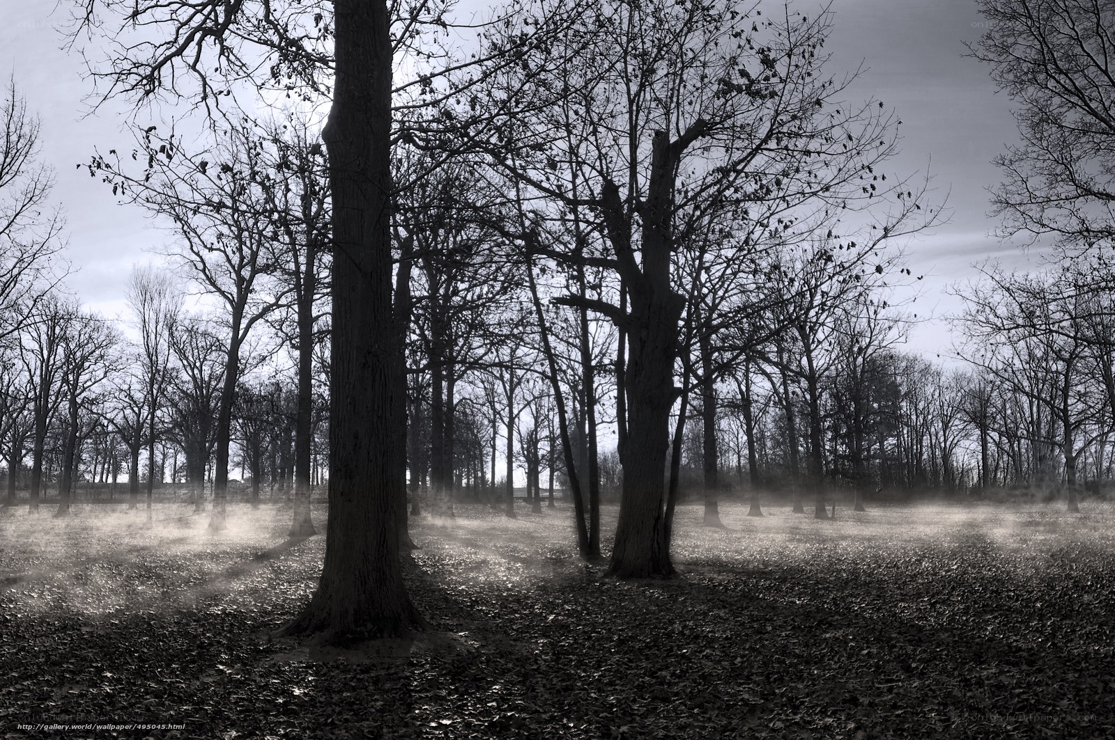 Misty forest at dawn