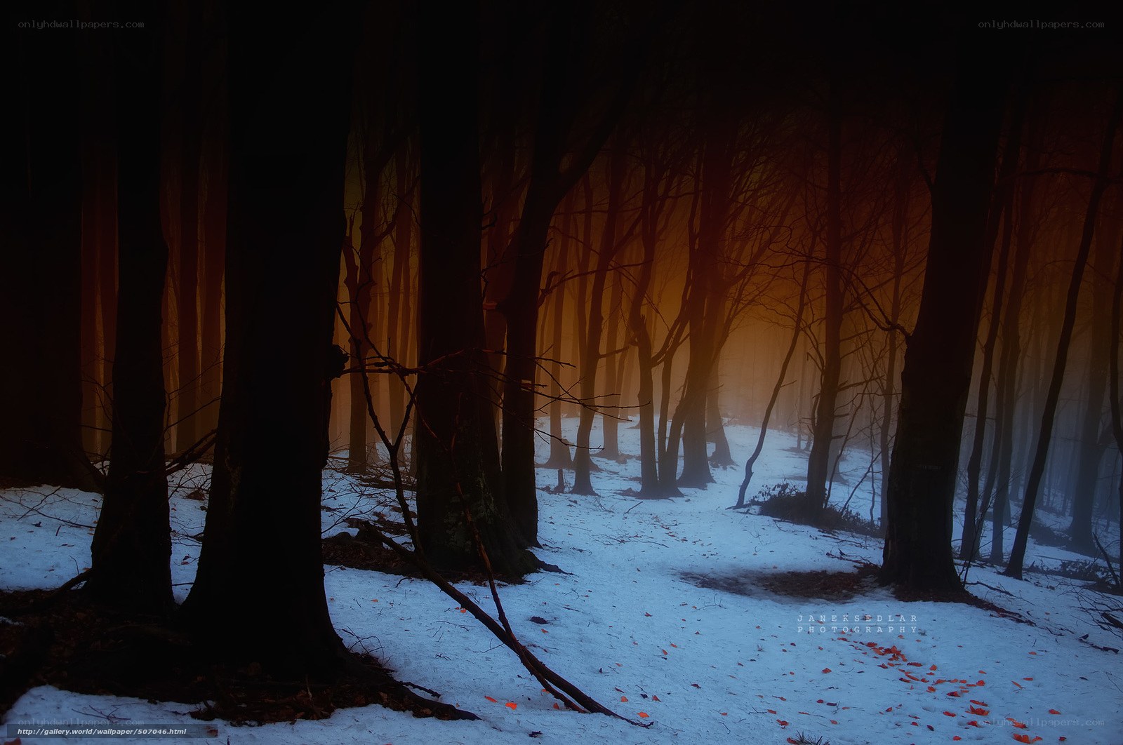 Misty forest at dawn
