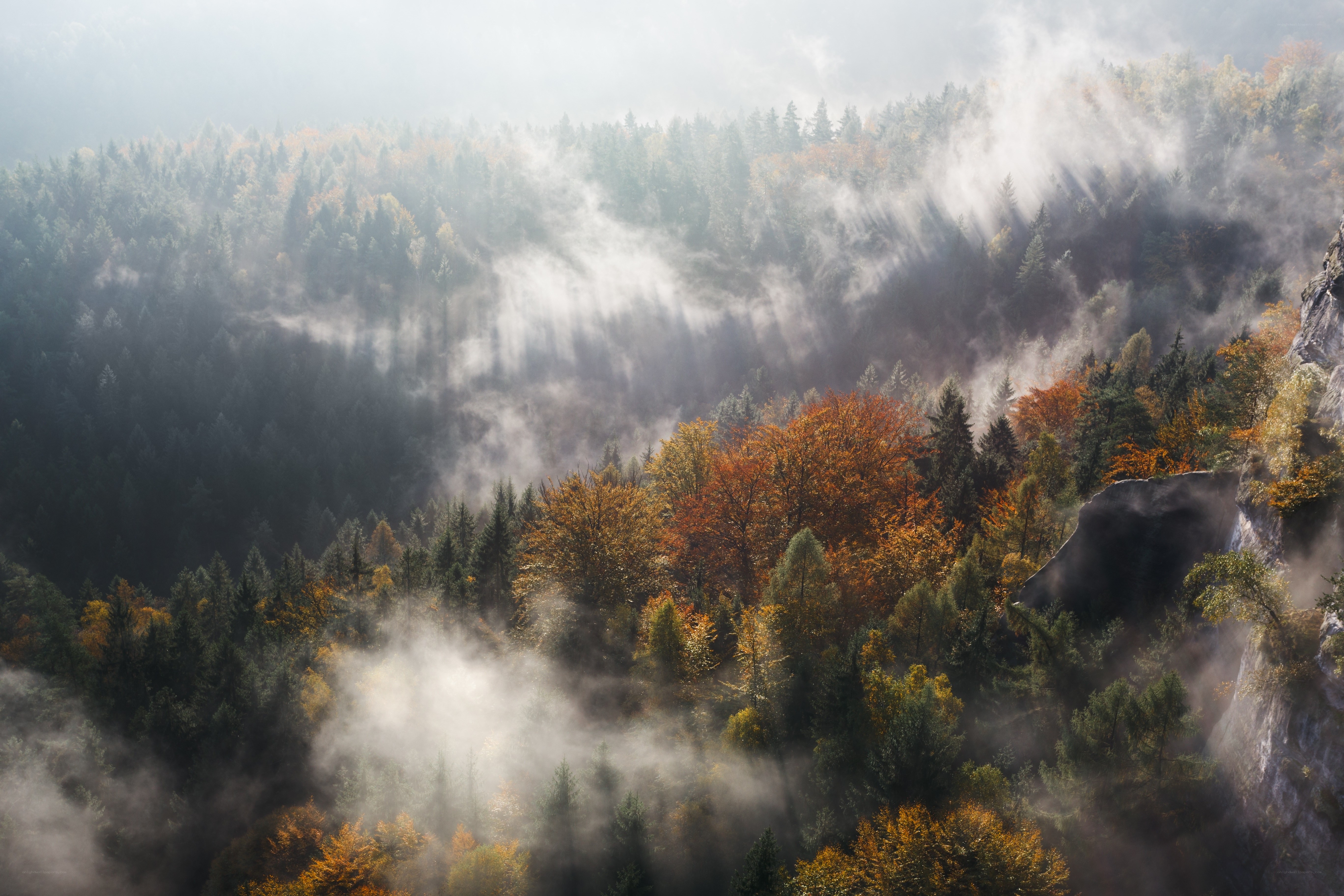 Misty forest at dawn