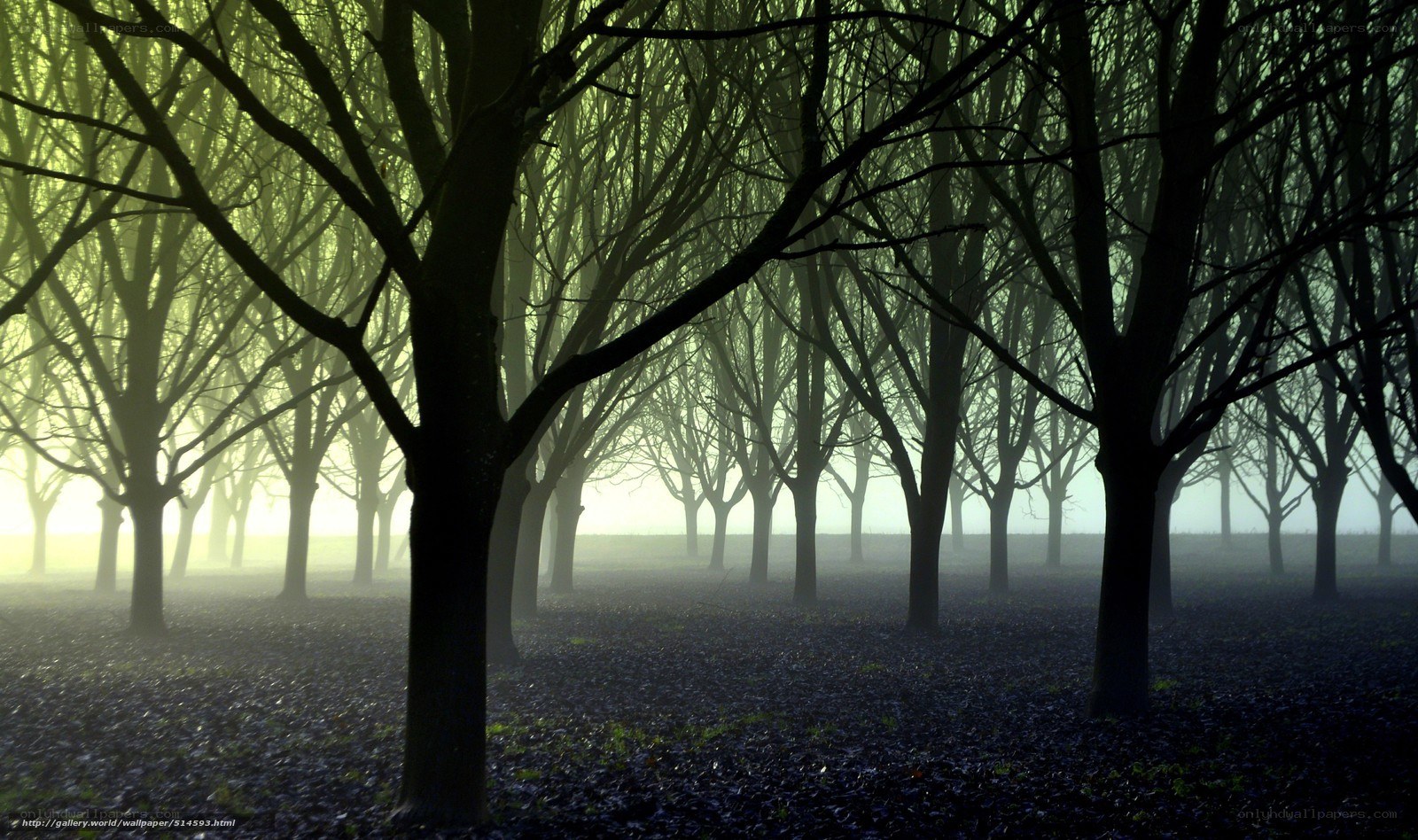 Misty forest at dawn