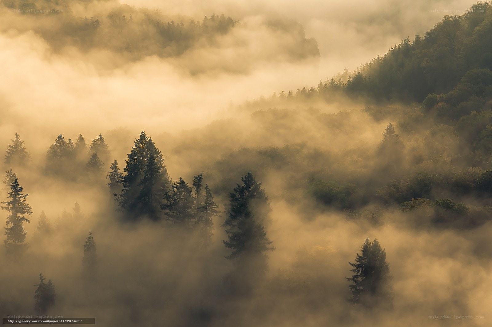 Misty Forest at Dawn