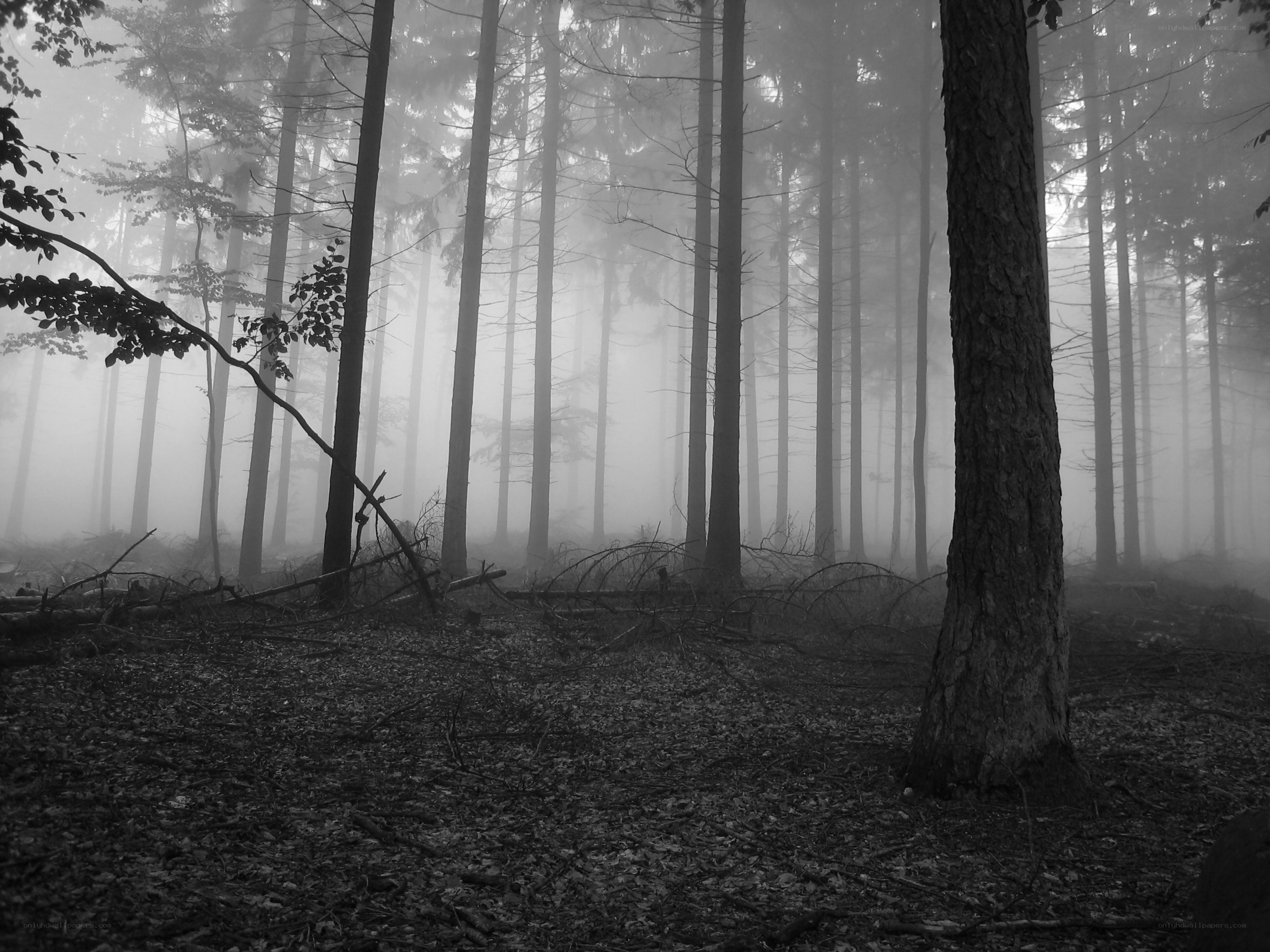 Misty forest at dawn